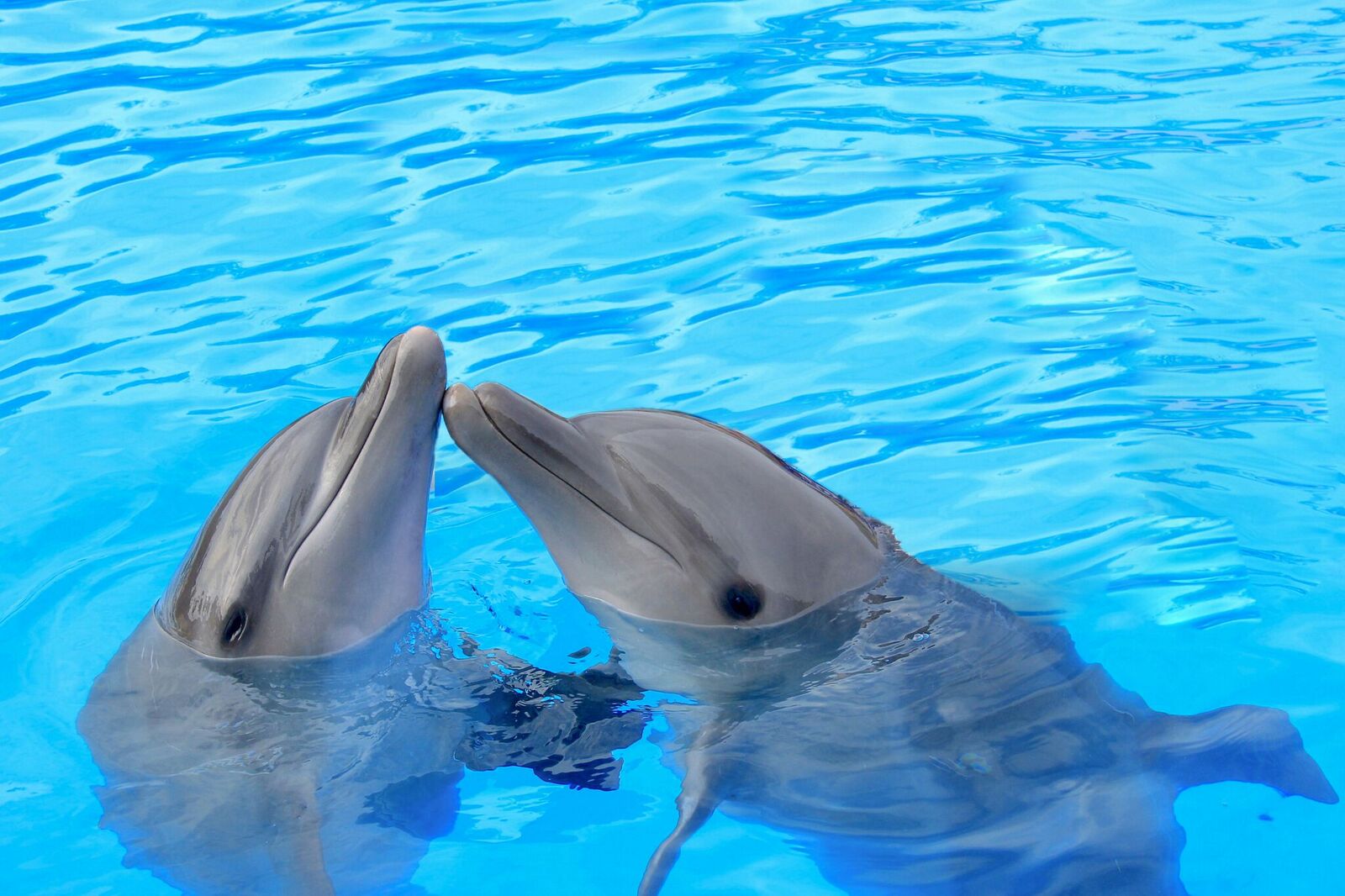 How Do Dolphins Communicate? Can Humans Speak Dolphin